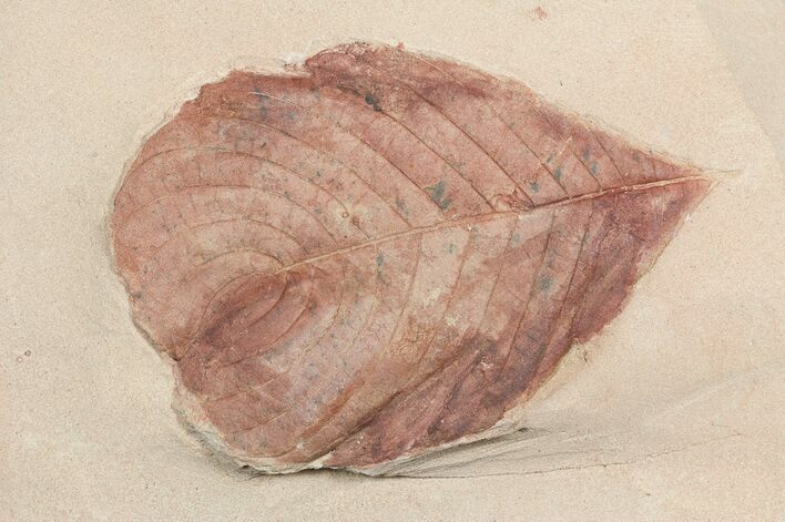 Red Fossil Leaf (Aesculus) - Montana #57700
